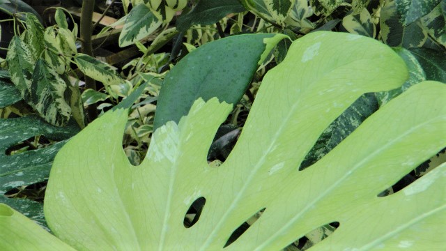 モンステラ・ホワイトモンスター 超希少白斑モンステラ | 希少植物の