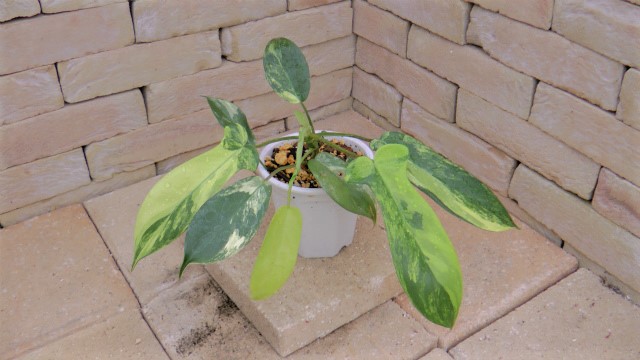 見惚れる程美しい フィロデンドロン・フロリダ 極上斑入り | 希少植物