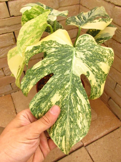 モンステラ・デリシオーサ 選別強烈斑入り 実生最高峰 | 希少植物の