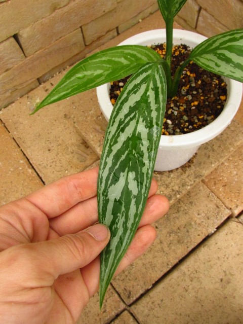 Aglaonema lillian (アグラオネマ・リリアン) 映画レオンラストに登場