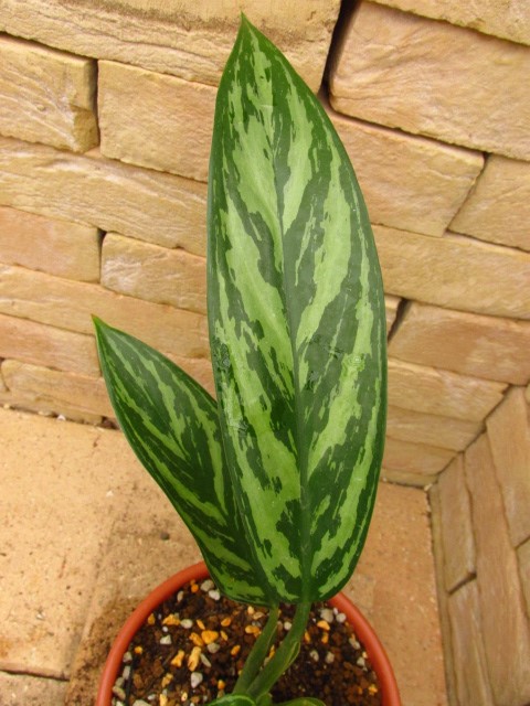 Aglaonema nitidum Curtisii 本種のパターン違い レオンの劇中鉢植え風