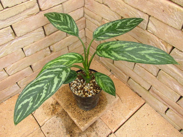 Aglaonema nitidum Curtisii 本種のパターン違い レオンの劇中鉢植え風