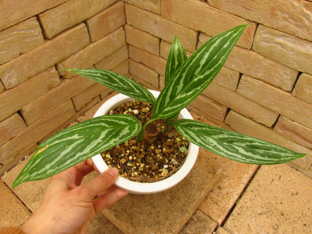 Aglaonema lillian (アグラオネマ・リリアン) 映画レオンラストに登場