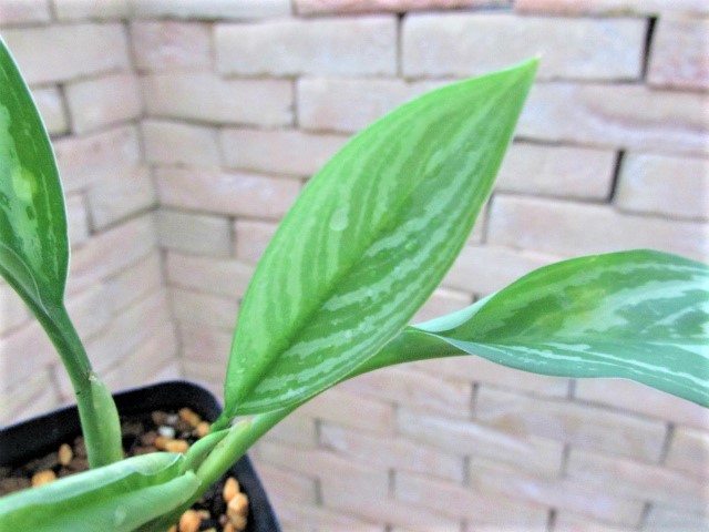 Aglaonema lillian (アグラオネマ・リリアン) 映画レオンラストに登場