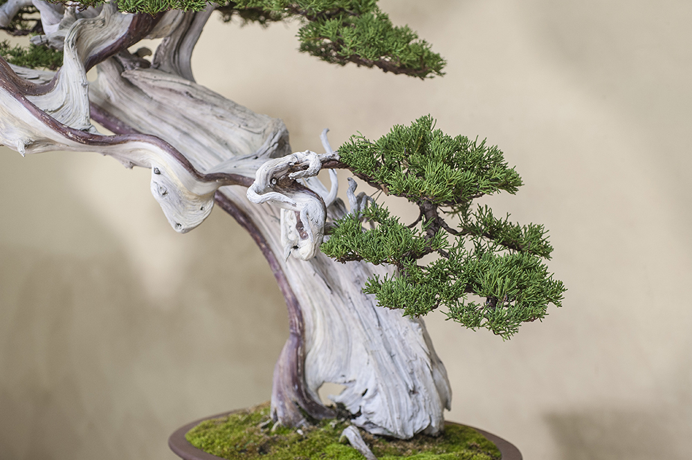 真柏（しんぱく）｜松柏盆栽 ｜ 盆栽芸術家・秋山実（BONSAI Artist