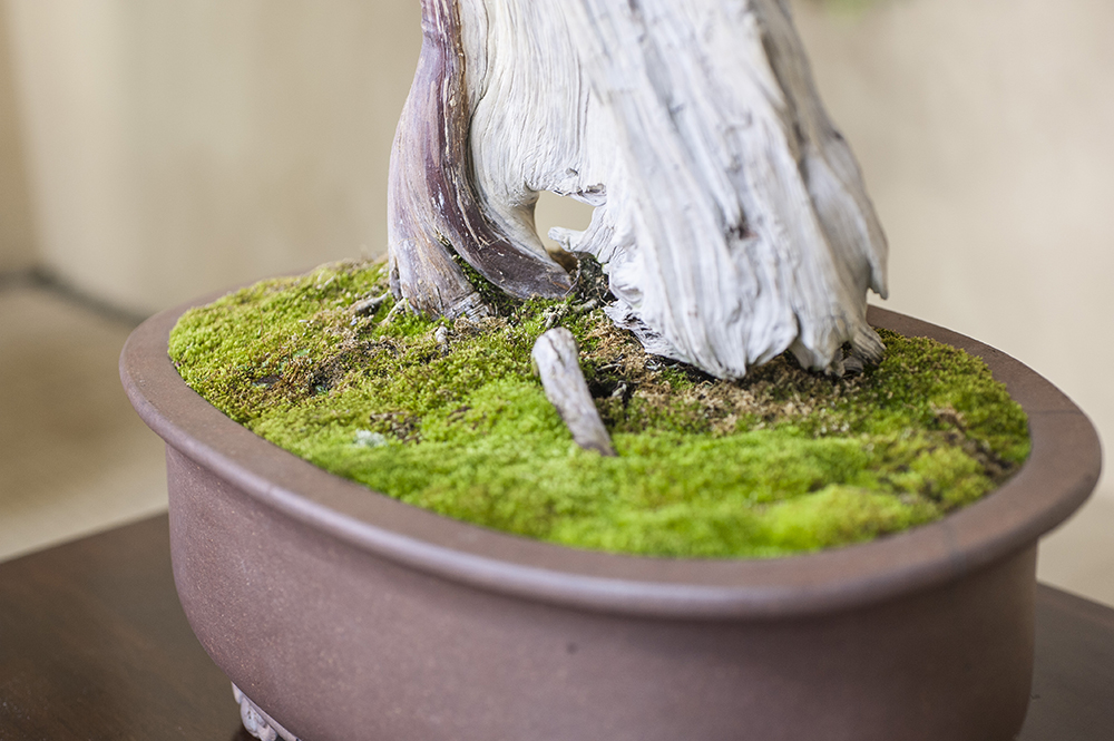 真柏（しんぱく）｜松柏盆栽 ｜ 盆栽芸術家・秋山実（BONSAI Artist