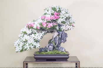 さつき盆栽 ｜ 盆栽芸術家・秋山実（BONSAI Artist, AKIAYMA Minoru