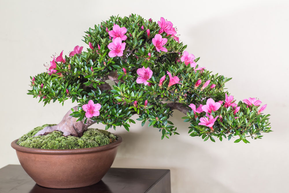 大盆（おおさかずき）｜皐月盆栽 ｜ 盆栽芸術家・秋山実（BONSAI