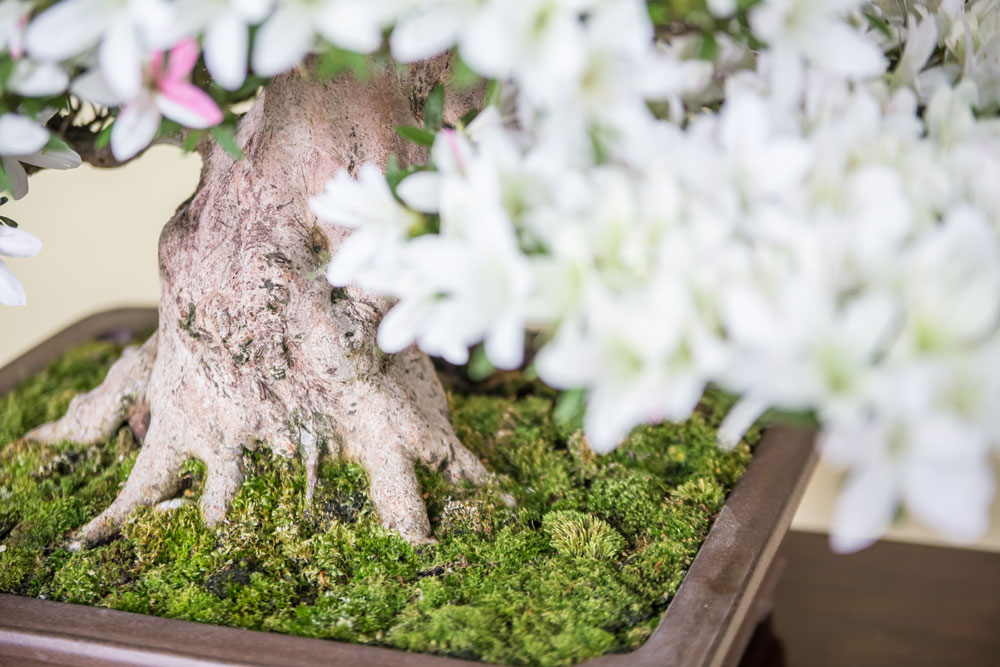 白琳（はくりん）｜皐月盆栽 ｜ 盆栽芸術家・秋山実（BONSAI Artist
