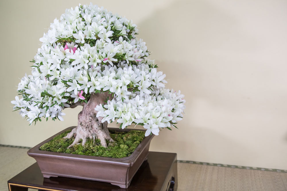 白琳（はくりん）｜皐月盆栽 ｜ 盆栽芸術家・秋山実（BONSAI Artist