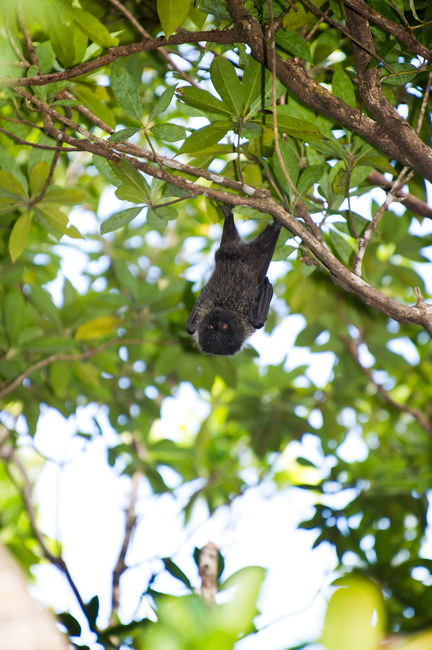 ご当地キティ ストラップ 世界自然遺産 小笠原諸島 オオコウモリ オガサワラオオコウモリ - Wikipedia
