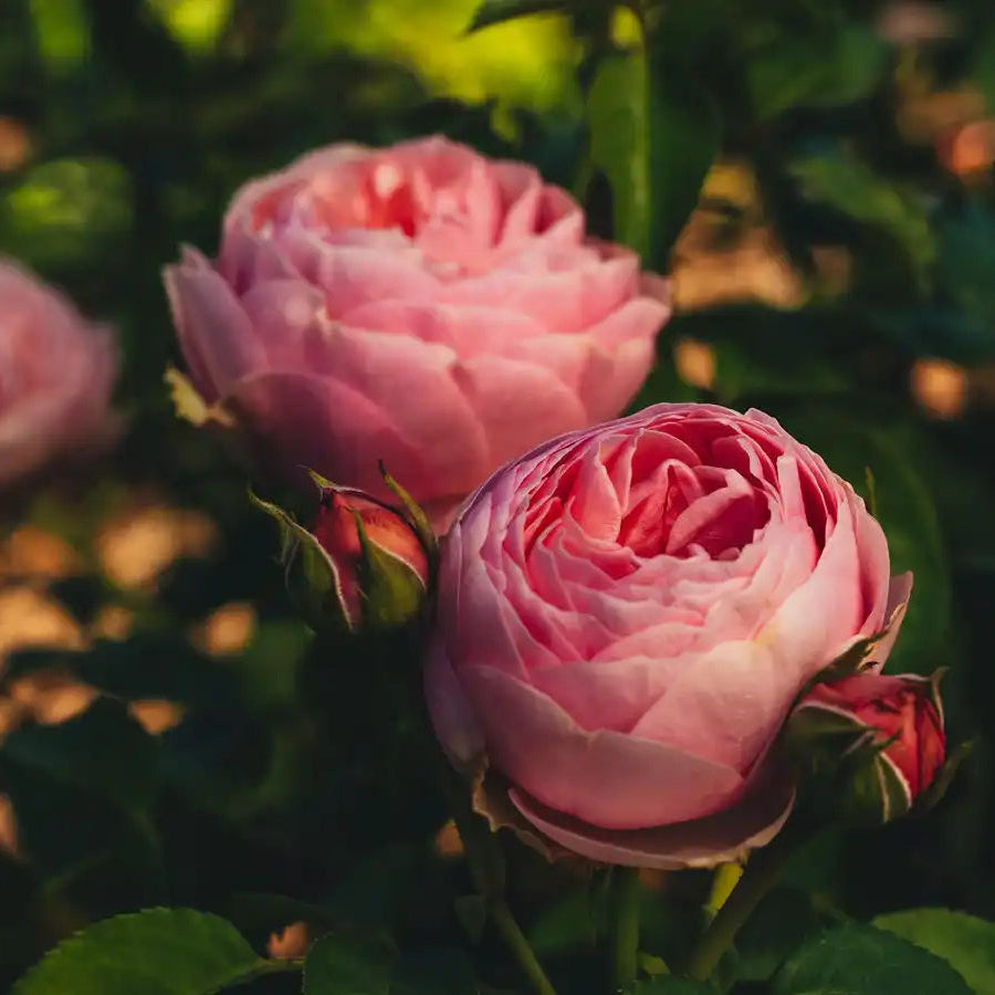 Rosa Pink 'N Pretty™ Red-Pink Magenta Rose | April & Ashley