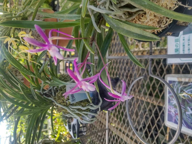 風蘭 富貴蘭 セッコク ミニ洋ラン展示即売会［浜松市浜名区］｜静岡