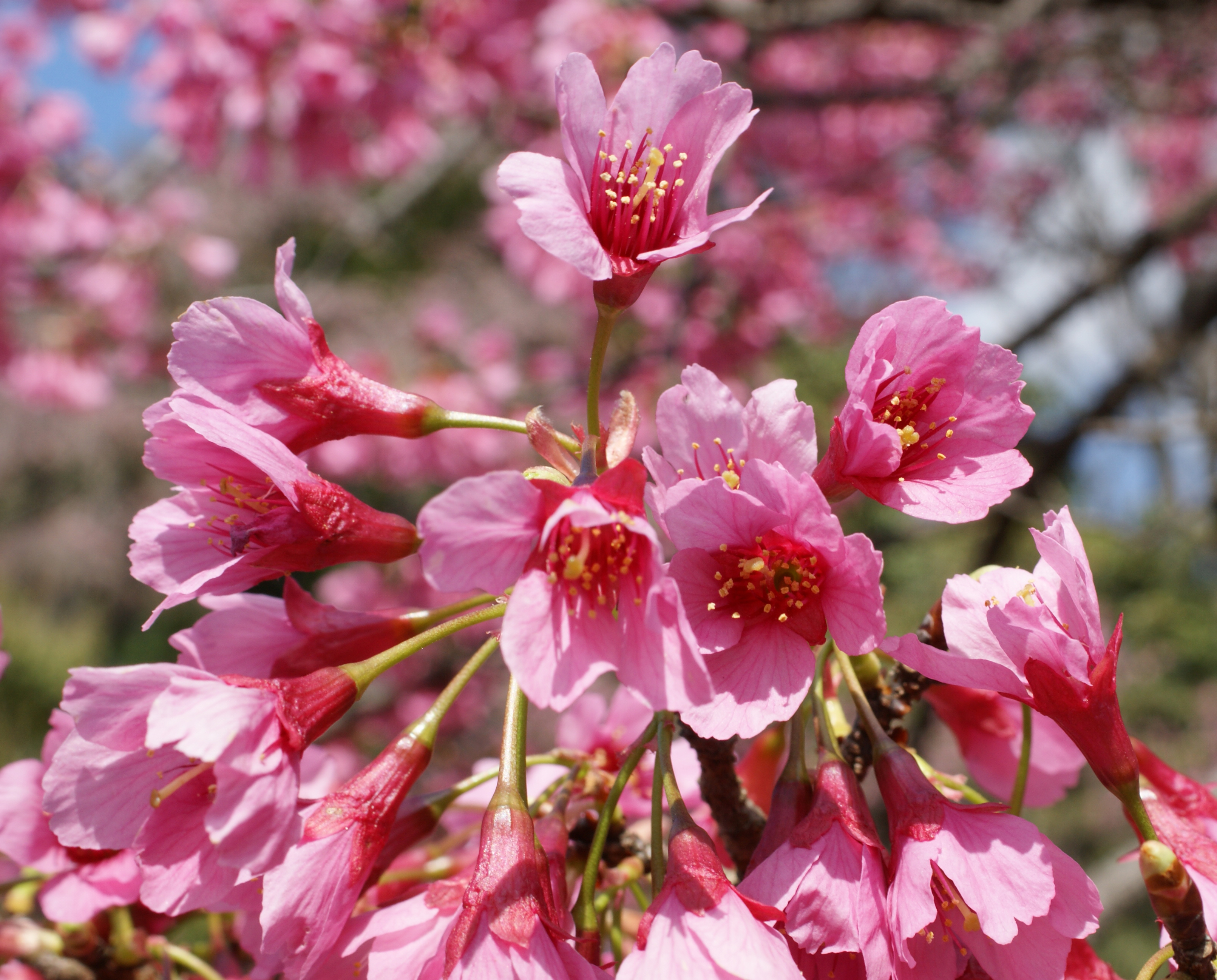 跡見群芳譜(桜花譜-カンヒザクラ)