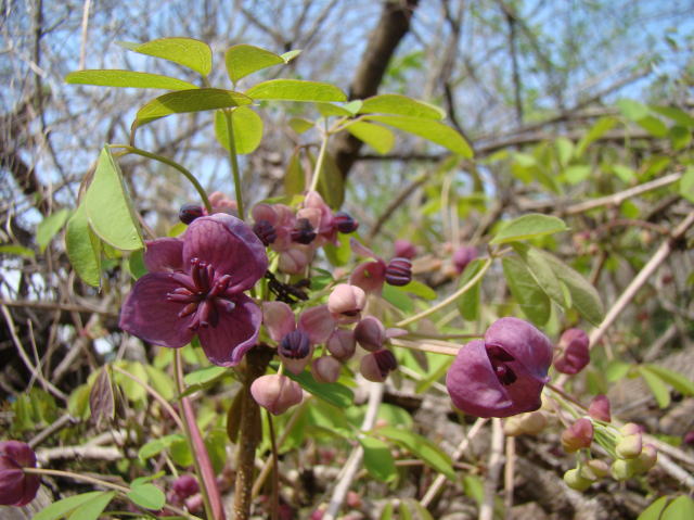跡見群芳譜(樹木譜 アケビ)