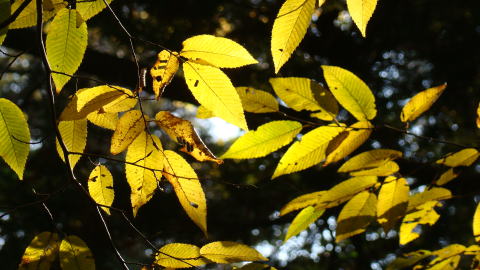 跡見群芳譜(樹木譜 クマシデ)