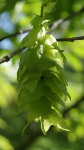 跡見群芳譜(樹木譜 クマシデ)