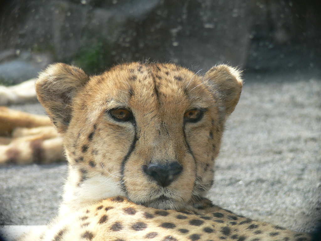 チーター（狩猟豹） - 動物図鑑 - 動物写真のホームページ