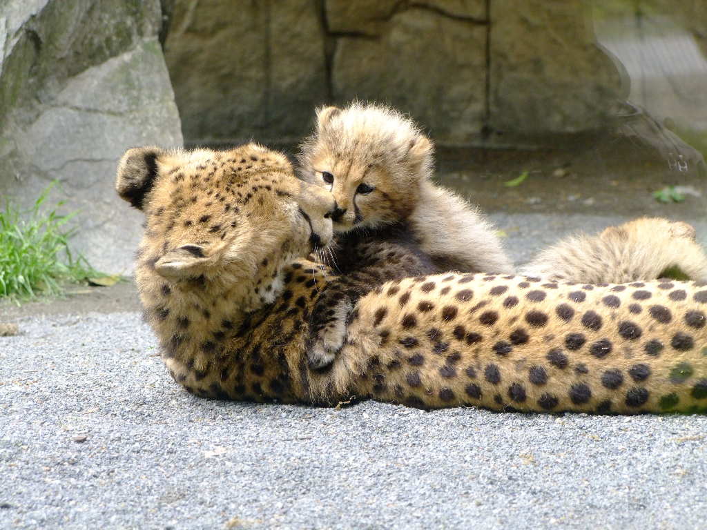 チーター（狩猟豹） - 動物図鑑 - 動物写真のホームページ