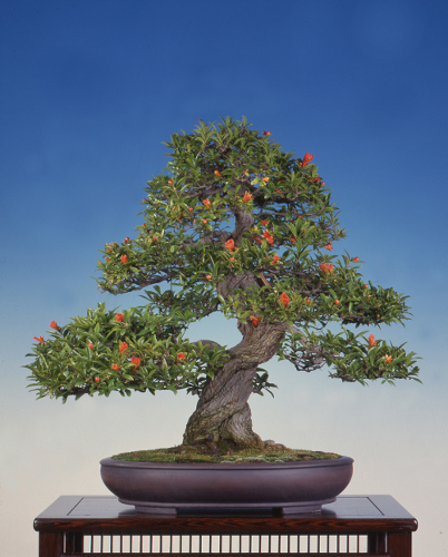 もようぎ【模様木】│盆栽、盆栽書籍、盆栽鉢の通販│近代出版