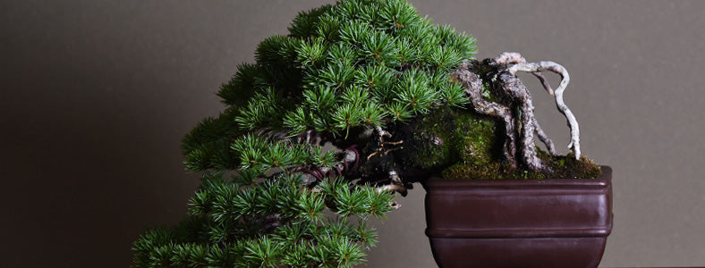 高級盆栽の販売 | 盆栽妙 – 盆栽妙 本店