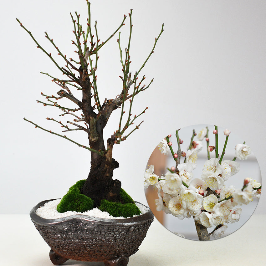 野梅の盆栽を販売｜入門は盆栽妙 – 盆栽妙 本店