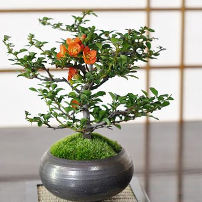 枝振りの良い特選長寿梅 金彩丸鉢の盆栽を販売｜入門は盆栽妙 – 盆栽妙