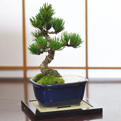 お手頃価格な格安お試し盆栽 五葉松 青鉢の盆栽を販売｜入門は盆栽妙