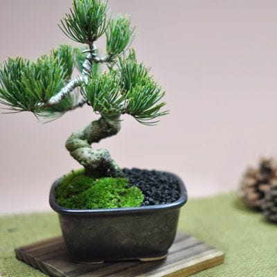 激安 お試し盆栽 五葉松の盆栽を販売｜入門は盆栽妙 – 盆栽妙 本店