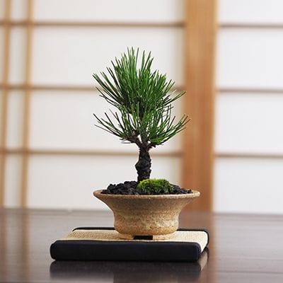 黒松 瑞宝｜盆栽妙 – 盆栽妙 本店