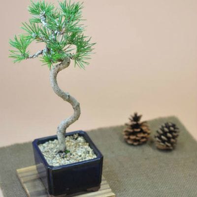 文人黒松の盆栽を販売｜入門は盆栽妙 – 盆栽妙 本店