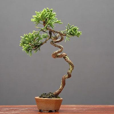 糸魚川真柏 豆盆栽 樹齢15年の一点物盆栽を販売｜盆栽妙 – 盆栽妙 本店