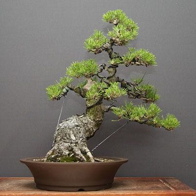 黒松 中品盆栽 樹齢35年の一点物盆栽を販売｜盆栽妙 – 盆栽妙 本店