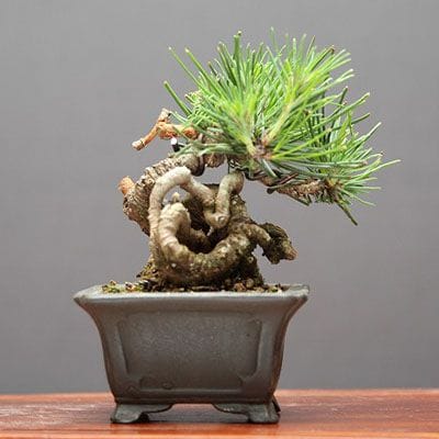 糸魚川真柏 小品盆栽 樹齢25年の一点物盆栽を販売｜盆栽妙 – 盆栽妙 本店