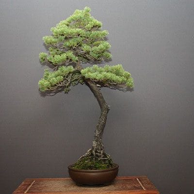 五葉松 大品盆栽 樹齢35年の一点物盆栽を販売｜盆栽妙 – 盆栽妙 本店