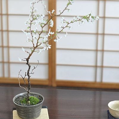 湖上の舞桜の盆栽｜盆栽妙 – 盆栽妙 本店