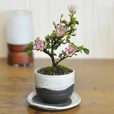 睡蓮木(すいれんぼく)の盆栽｜盆栽妙 – 盆栽妙 本店