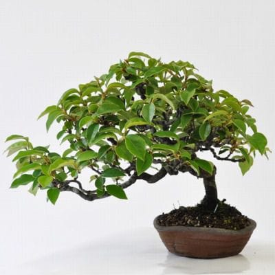 カリン 1点もの No.196の盆栽を販売｜教室は盆栽妙 – 盆栽妙 本店