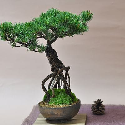 根上がりの五葉松 を販売｜入門は盆栽妙 – 盆栽妙 本店