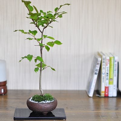 富士ブナの盆栽を販売｜盆栽妙 – 盆栽妙 本店