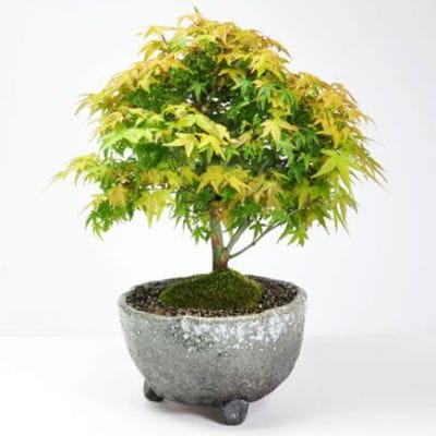 清姫もみじの盆栽を販売｜盆栽妙 – 盆栽妙 本店
