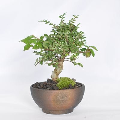 金芽八房けやき 欅の盆栽を販売｜盆栽妙 – 盆栽妙 本店