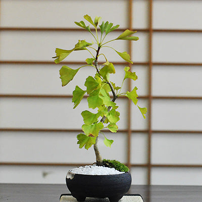ミニ銀杏 イチョウの盆栽を販売｜盆栽妙 – 盆栽妙 本店