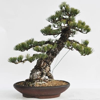 五葉松 1点もの No.17の盆栽を販売｜入門は盆栽妙 – 盆栽妙 本店