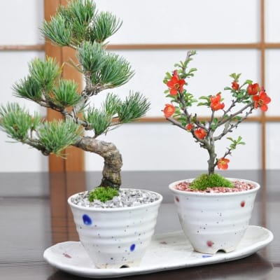 盆栽ペアセット 五葉松と長寿梅 作家鉢 宗蔵作 波紋 ブルー&ピンク 3号