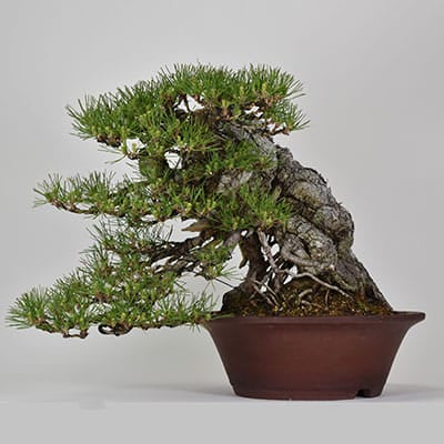 匠の盆栽】黒松 1点もの No.256【平松浩二】の盆栽を販売｜盆栽妙