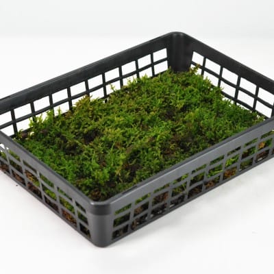 這苔(ハイゴケ)小トレーを販売｜盆栽妙 – 盆栽妙 本店