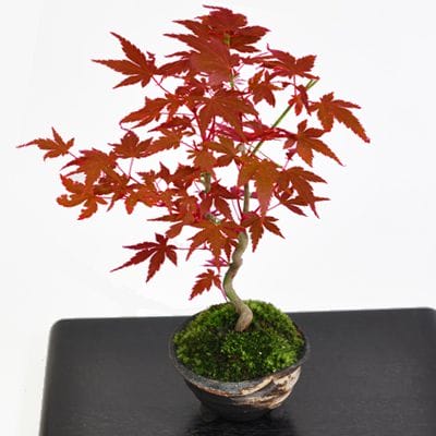 曲がりもみじの盆栽を販売｜盆栽妙 – 盆栽妙 本店