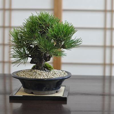 夢錦の盆栽を販売｜盆栽妙 – 盆栽妙 本店