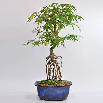 根上がりの山もみじの盆栽を販売｜はじめる専門店 盆栽妙 – 盆栽妙 本店